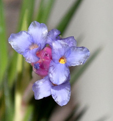 Tillandsia aeranthos DSC 0020