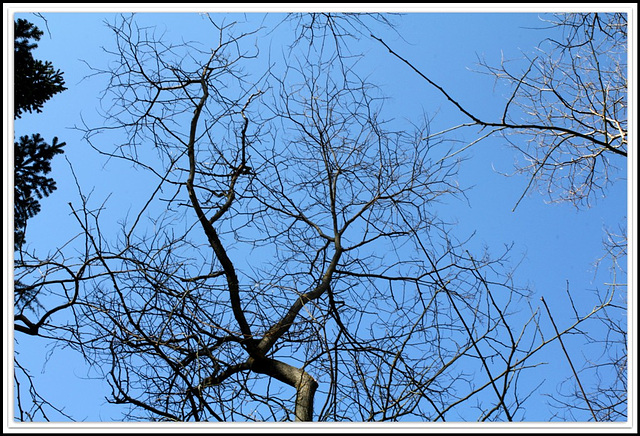 Sophora japonica