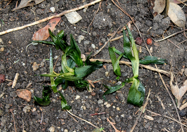 Scilles campanulées gelées