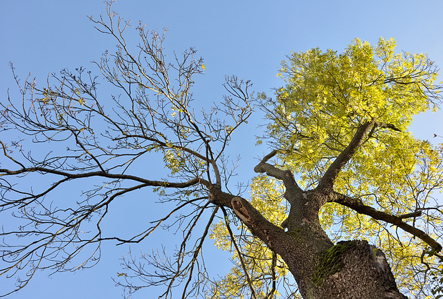 Tree Crown