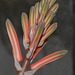 Aloe variegata DSC 0024