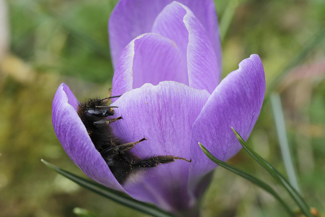 Avoir le bourdon