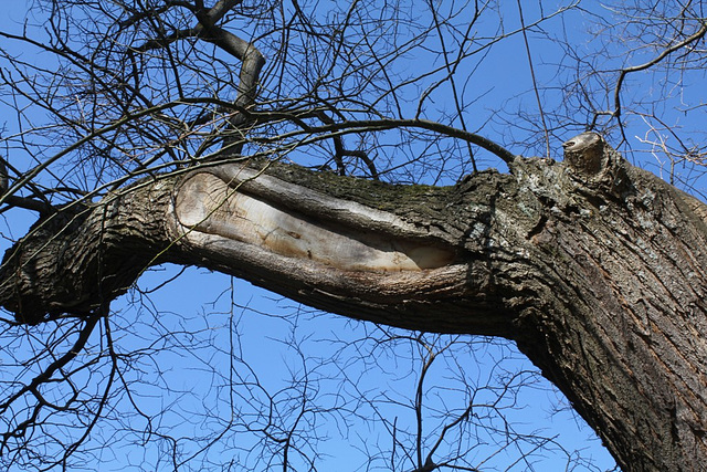 Sophora japonica (6)