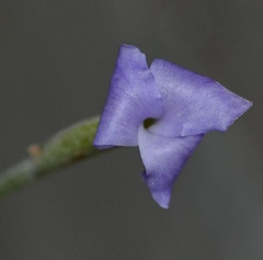 Tillandsia caerulea DSC 0026