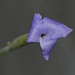 Tillandsia caerulea DSC 0026