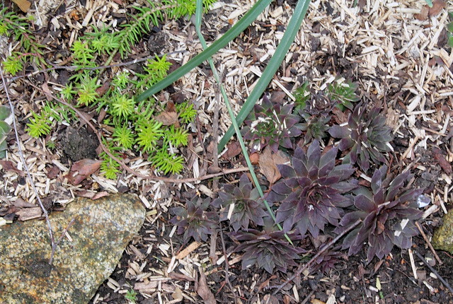 Sempervivum et Sedum rupestre vert