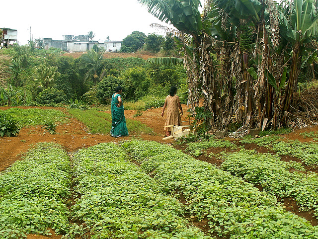 Bio-Garten