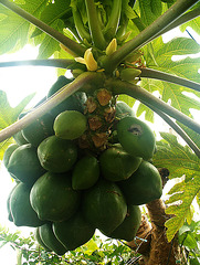 Papaya