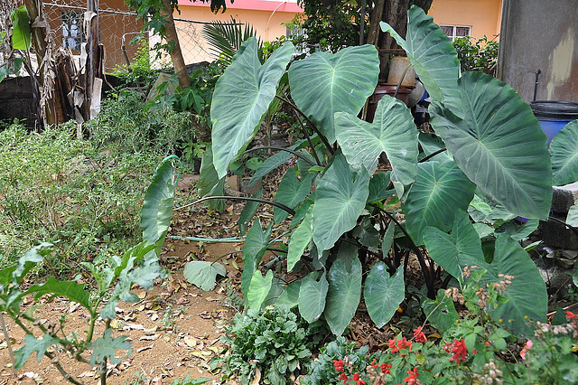 Elephant Ear