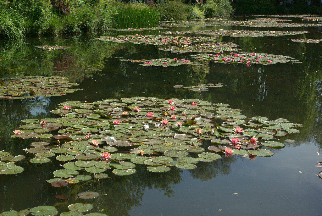 Nymphéas in Monet's Water Garden - May 2011