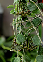 Hoya serpens