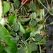Hoya serpens (2)