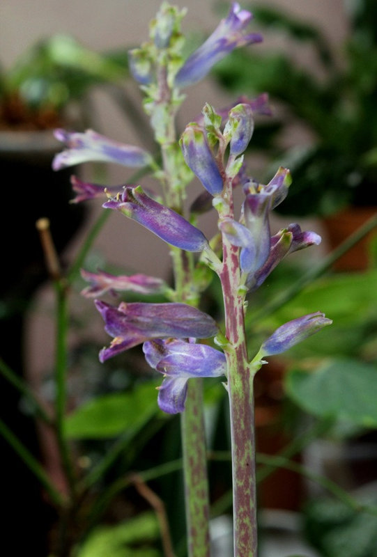 Lachenalia orchioïdes