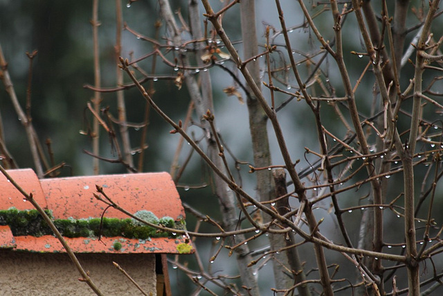 images du jour- le 27/1/2012