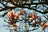 MAGNOLIA ***