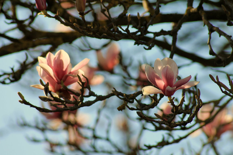 MAGNOLIA ***