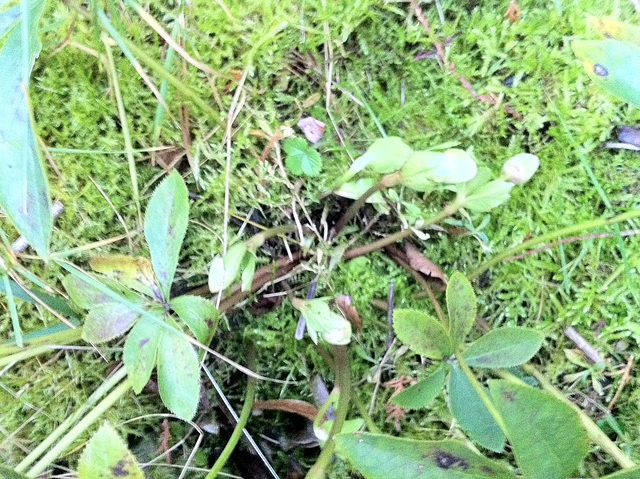 Premiers boutons d'hellébore