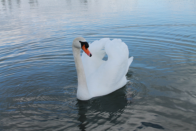 REGARD DE CYGNE ***