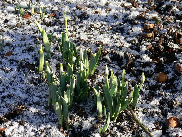 der Frühling läßt grüßen