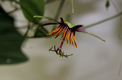 Passiflora 'Sunfire' - 1ere floraison