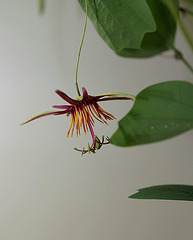 Passiflora 'Sunfire' - 1ere floraison