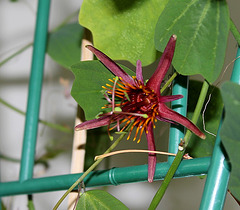 Passiflora 'Sunfire'- 1ere fleur