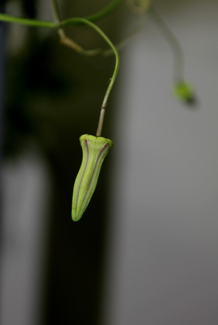 Passiflora 'Sunfire' - un bouton