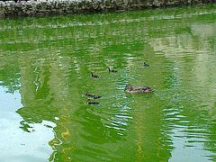 Barcelona: parque de la Ciutadella.