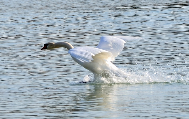 Envol de sa majesté cygne...