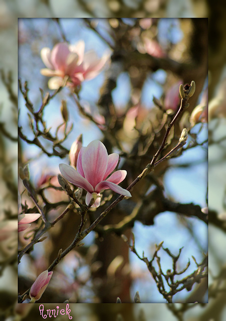 MAGNOLIA ****