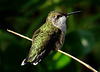 Ruby-throated Hummingbird