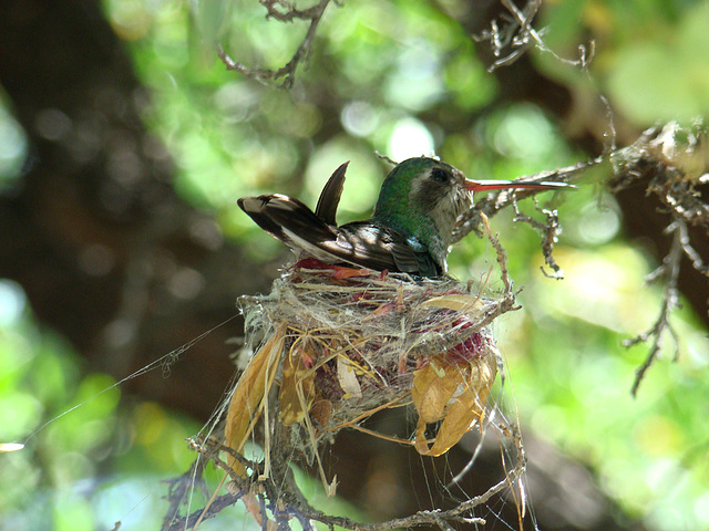 Nesting Hummingbird