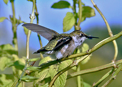 Ruby-throated Hummingbird