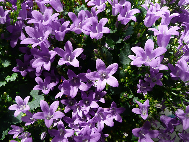 'Campanula' - ein Hauch von Frühling