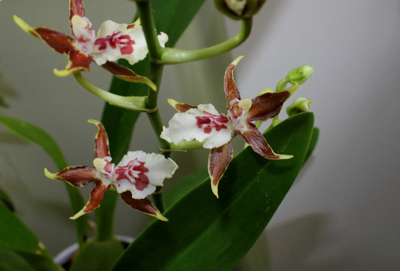 Colmanara 'Jungle Monarch'