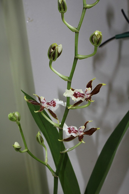 Colmanara 'Jungle Monarch'