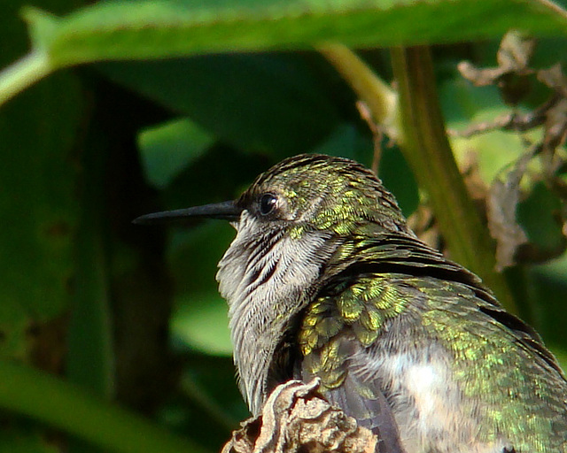 Ruby-throated Hummingbird