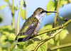 Ruby-throated Hummingbird