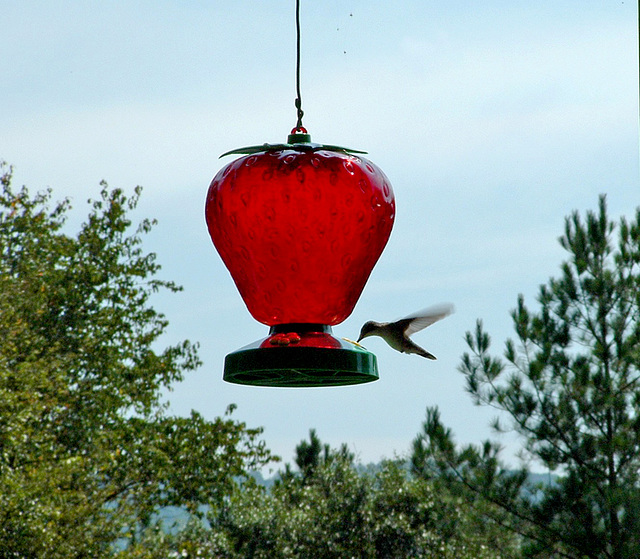 Hummingbird Feeder