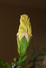 Bouton d'Hibiscus