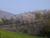 Champs d'amendiers en fleur..!