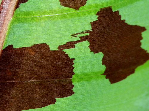 Musa acuminata