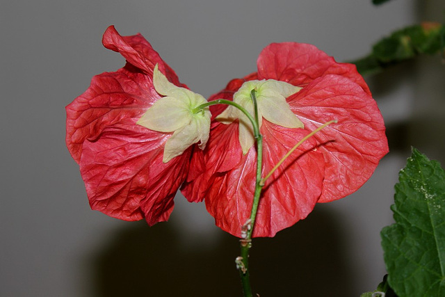 Abutilon - Corselets et jupettes