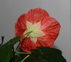 Corselets et jupettes- Abutilon