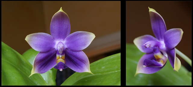 Phal. violacea