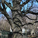 Chêne pédonculé (2)- 150 ans et 30 m de haut