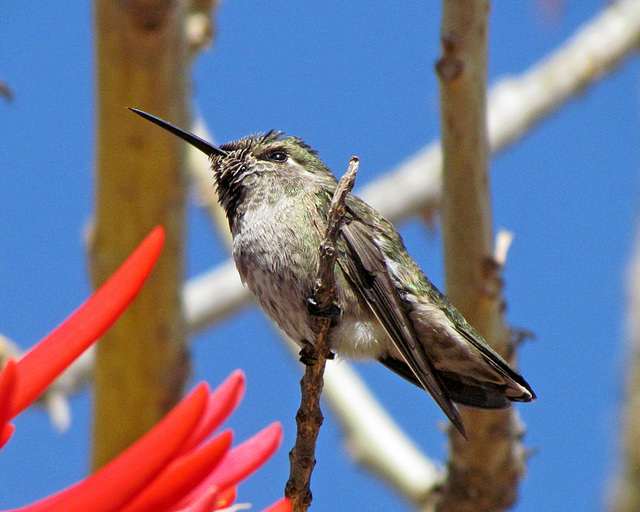 Hummingbird Perched