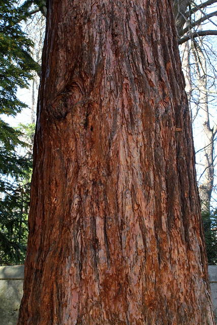 tronc de Sequoia