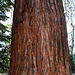 tronc de Sequoia