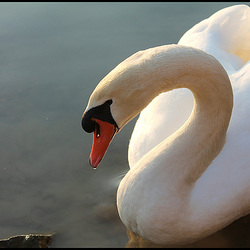 CYGNE ***